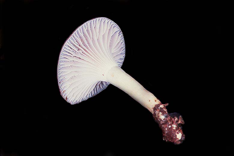 Hygrophorus rainierensis